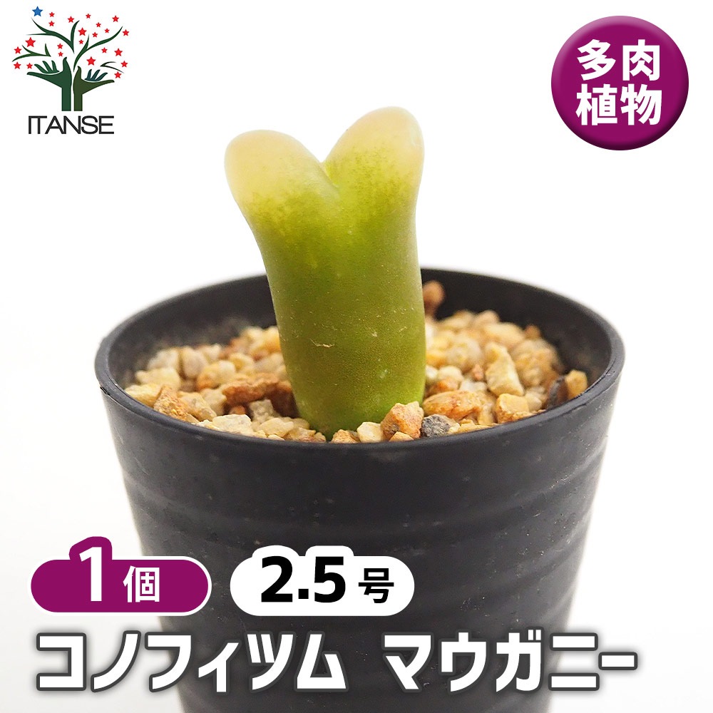 コノフィツム マウガニー 【多肉植物 2.5号／1個売り】｜ 【植物の