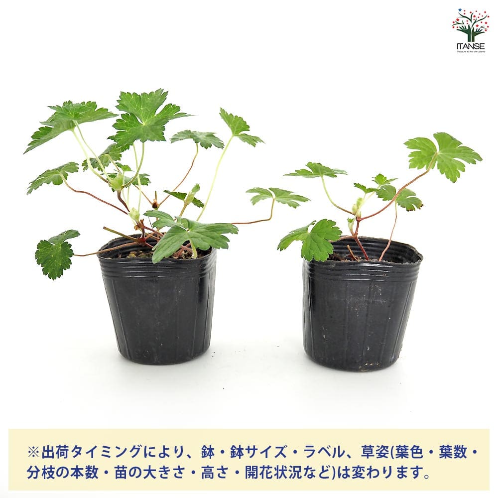 ゲラニウム ブルータイム 【花苗 3号】｜ 【植物のITANSE】全品
