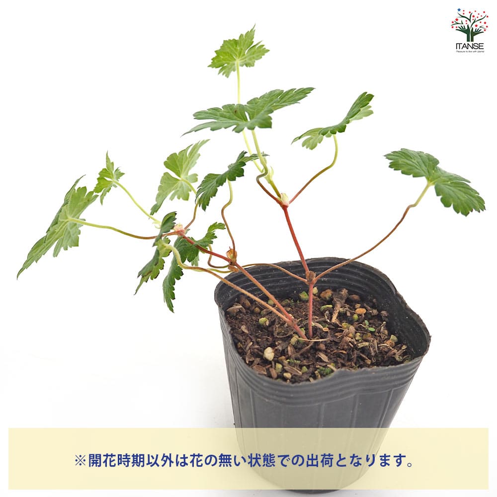 どりどり様　ゲラニウムバーシカラー　2苗 ゲラニウムサモボル3苗 ゲラニウム ブルータイム 【花苗 3号】｜ 【植物のITANSE】全品