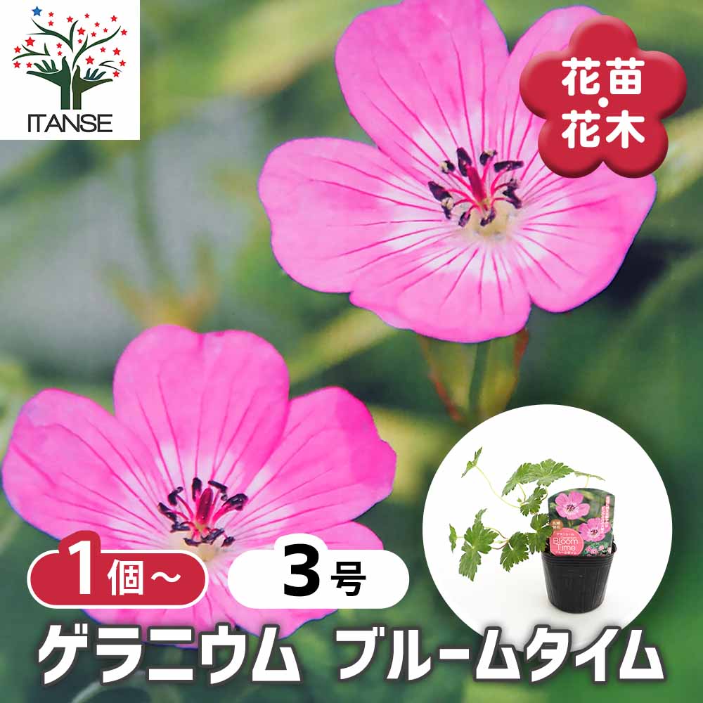 ゲラニウム ブルームタイム 【花苗 3号】｜ 【植物のITANSE
