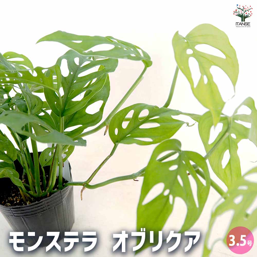 モンステラ オブリクア 【観葉植物 3.5号／1個売り】｜ 【植物の