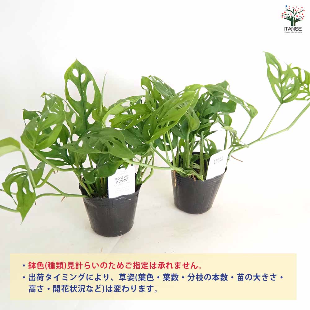 モンステラ オブリクア 【観葉植物 3.5号／1個売り】｜ 【植物の