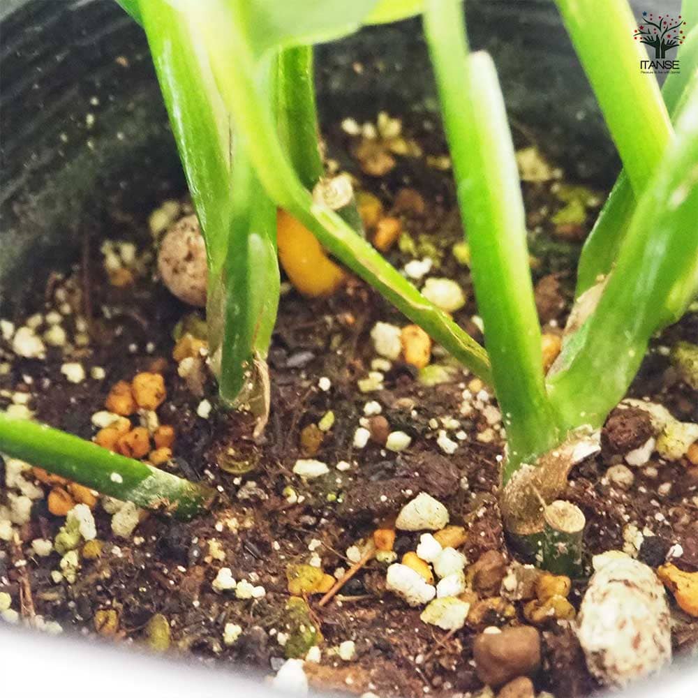 モンステラ オブリクア 【観葉植物 3.5号／1個売り】｜ 【植物の