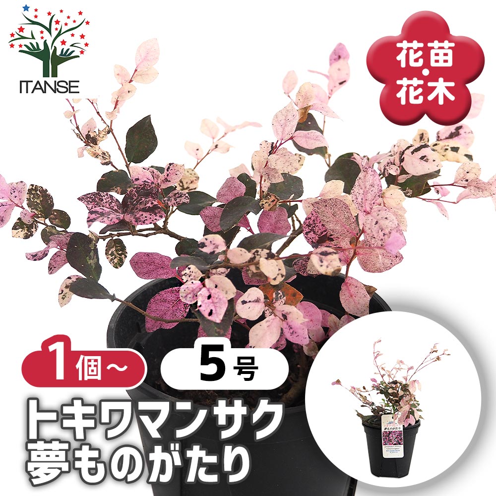 トキワマンサク 夢ものがたり 【庭木 5号】｜ 【植物のITANSE