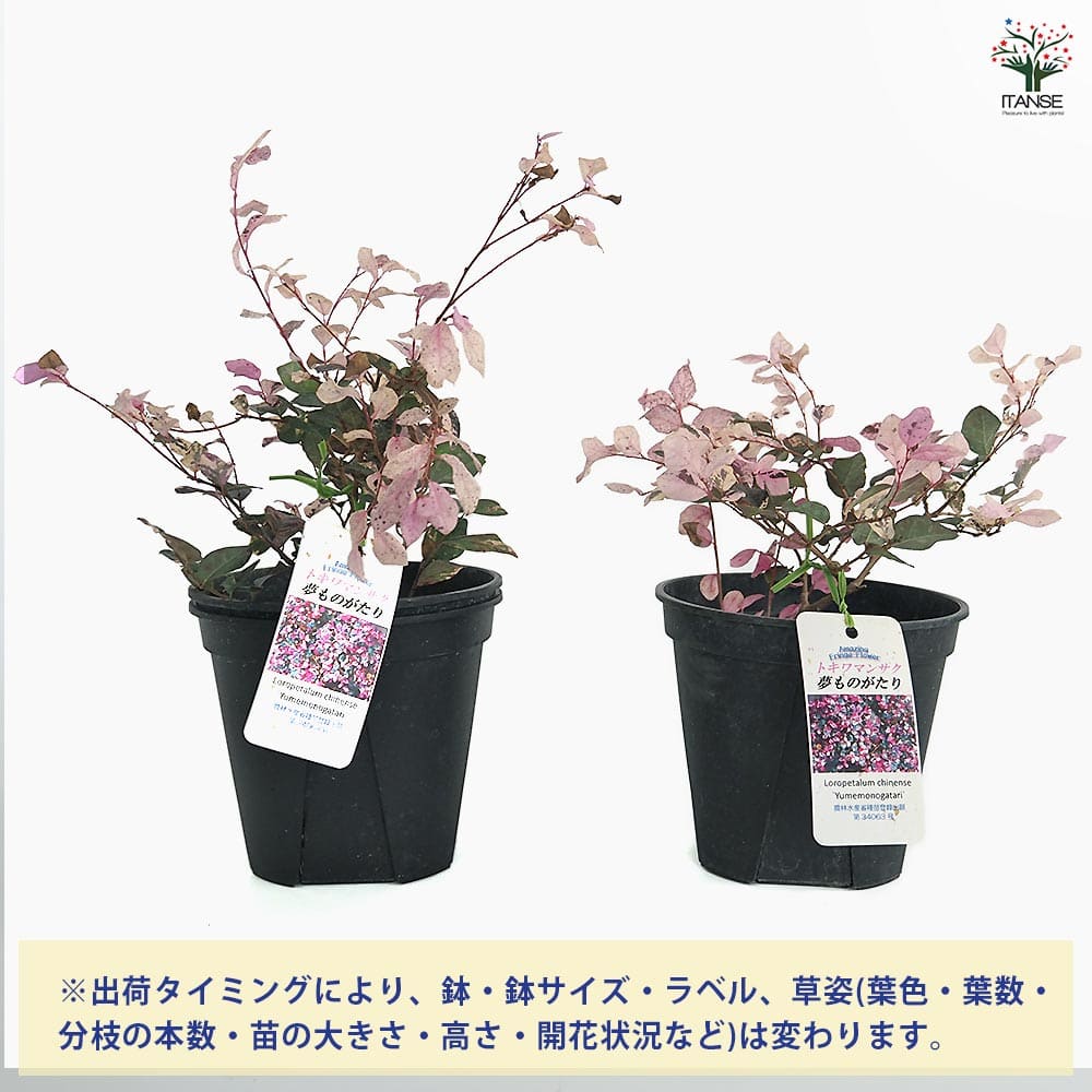 トキワマンサク 夢ものがたり 【庭木 5号】｜ 【植物のITANSE