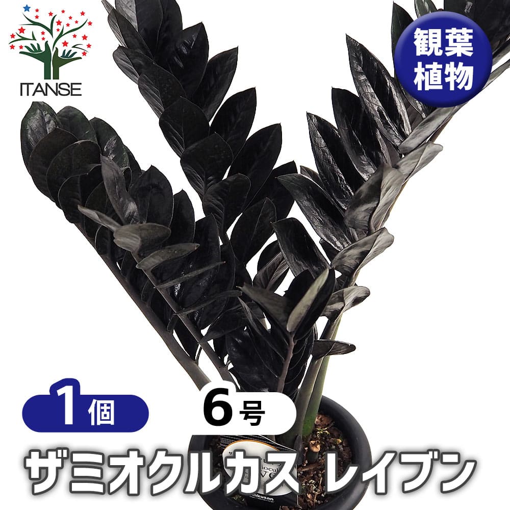 ザミオクルカス レイブン 【観葉植物 6号／1個売り】｜ 【植物の