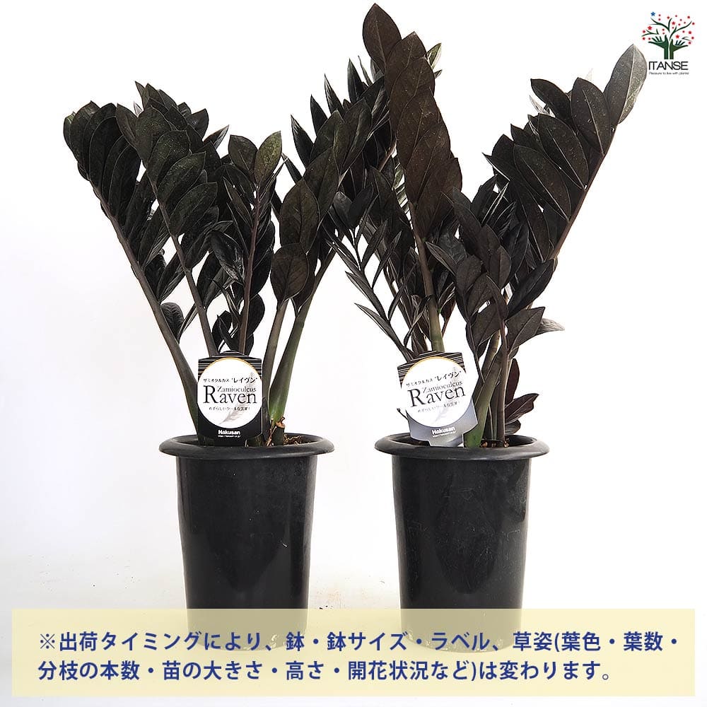 ザミオクルカス レイブン 【観葉植物 6号／1個売り】｜ 【植物の