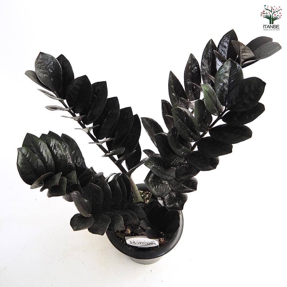 ザミオクルカス レイブン 【観葉植物 6号／1個売り】｜ 【植物の