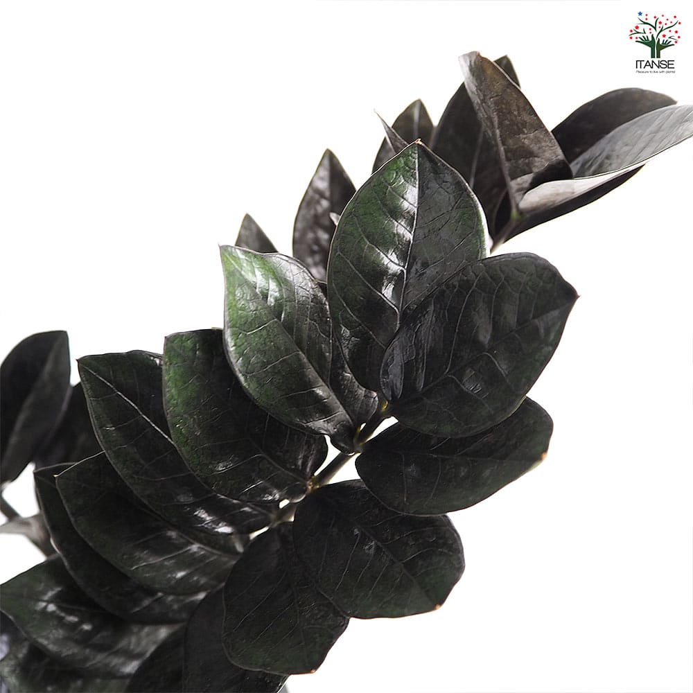 ザミオクルカス レイブン 【観葉植物 6号／1個売り】｜ 【植物の