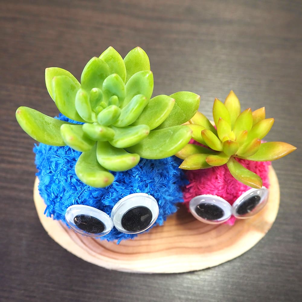 多肉寄せ植え モスビー ペア【多肉植物 】｜ 【植物のITANSE