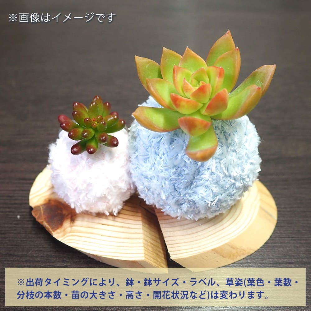 多肉寄せ植え モスビー ペア【多肉植物 】｜ 【植物のITANSE