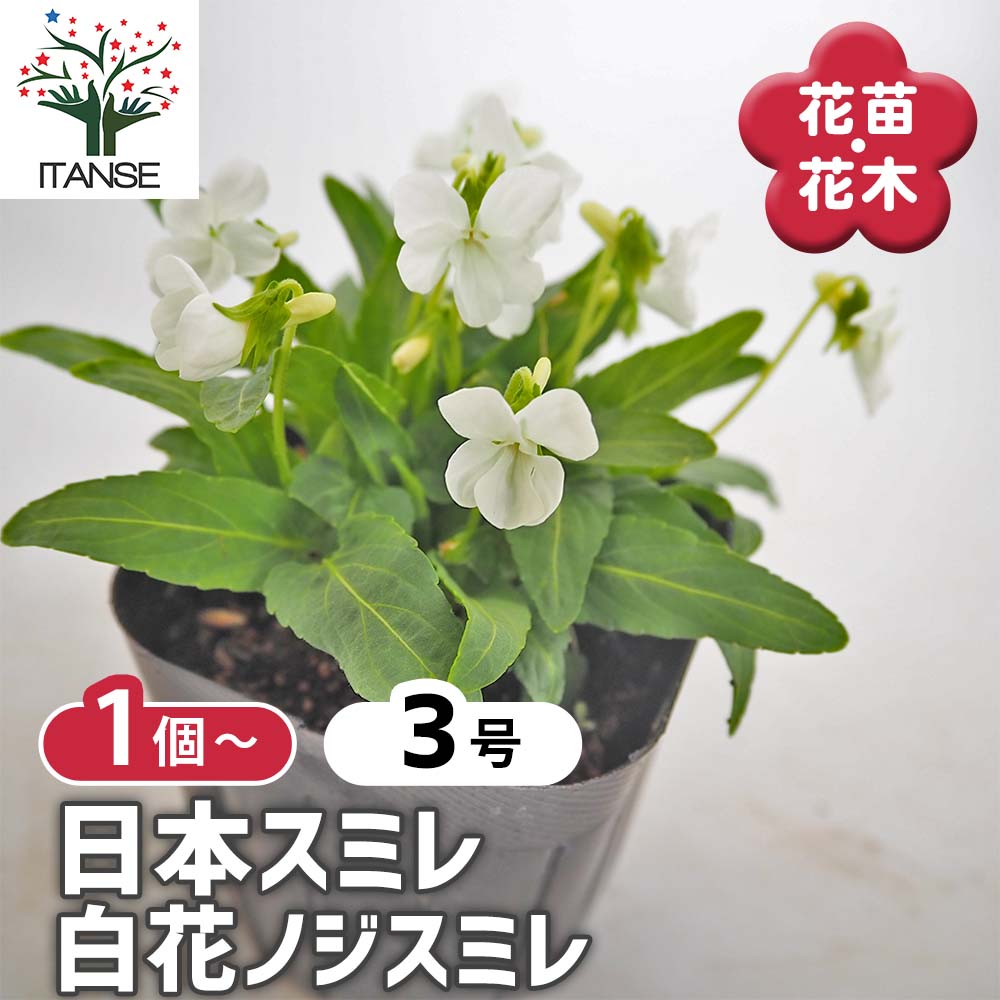 日本スミレ 白花ノジスミレ 【花苗 3号】｜ 【植物のITANSE