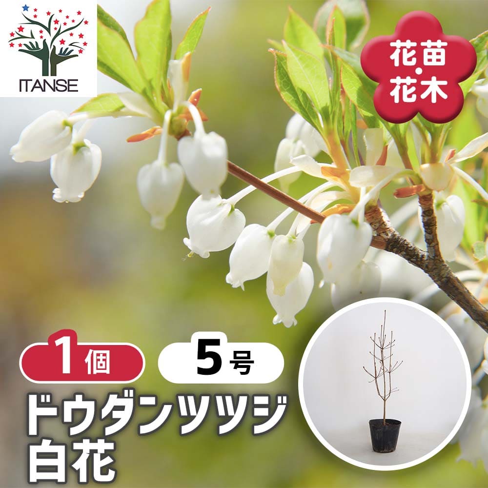 山採りドウダンツツジ　白花/817 山採りドウダンツツジ 販売