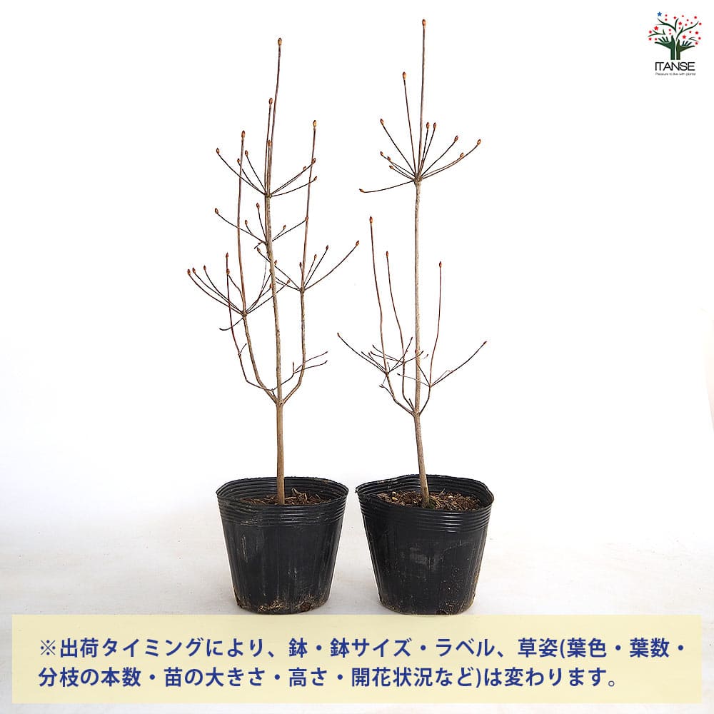 ドウダンツツジ 白花 【花木苗 5号／1個売り】｜ 【植物のITANSE