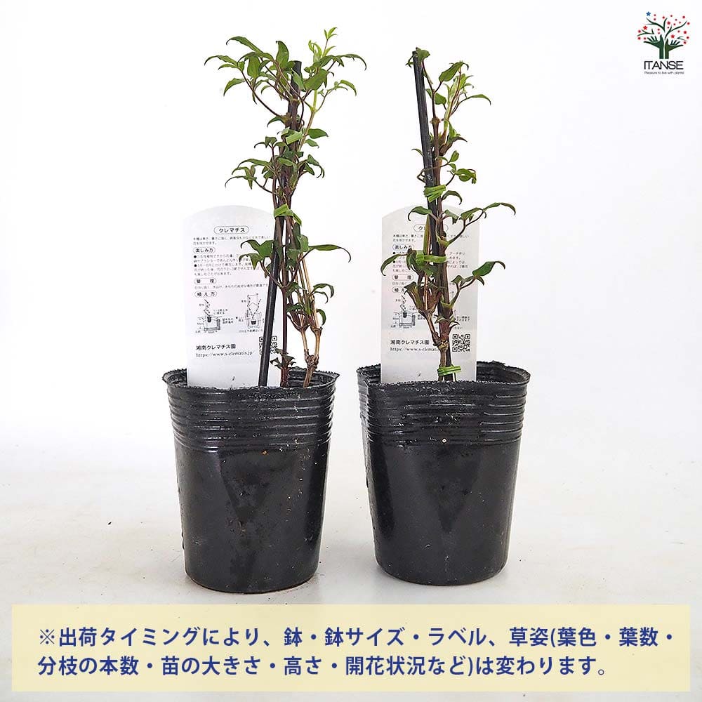 クレマチス 甘酸っぱい季節 【花苗 3.5号／1個売り】｜ 【植物の