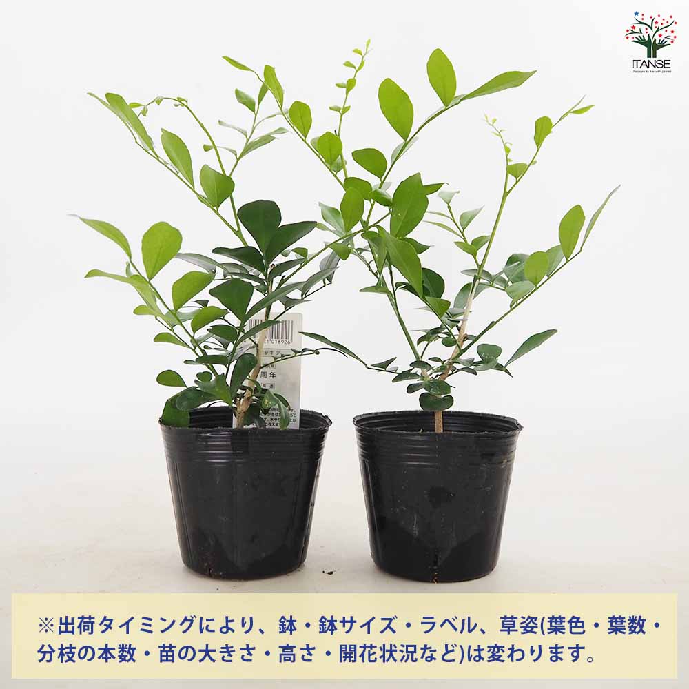 シルクジャスミン 【観葉植物 3号】｜ 【植物のITANSE】全品送料