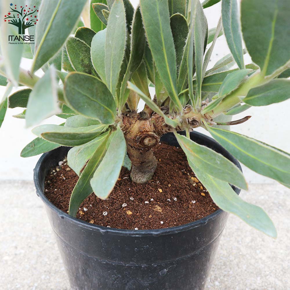 プロテア スサラ プロテア'スサラ' | PLANTSTOCK〜花屋の花図鑑〜