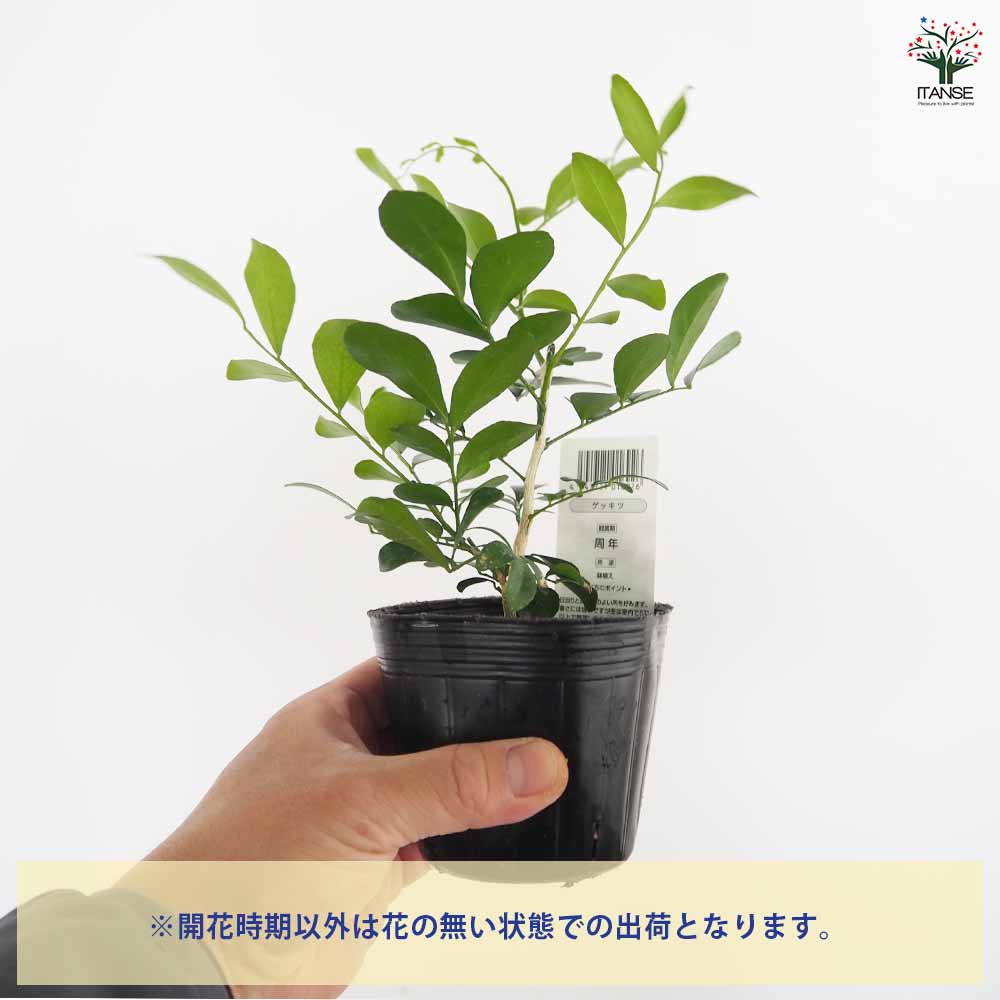 シルクジャスミン 【観葉植物 3号】｜ 【植物のITANSE】全品送料