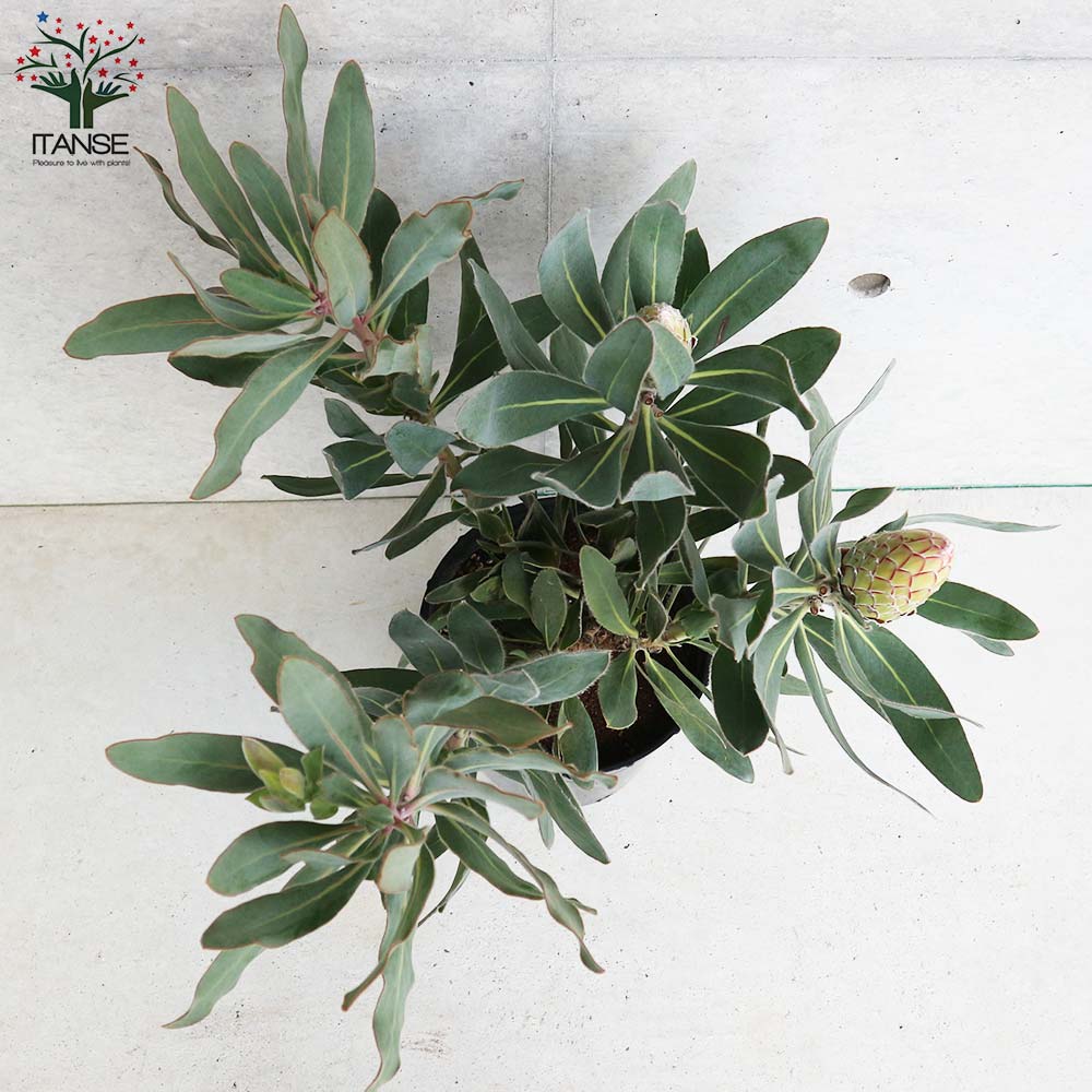 プロテア・スサラ 花木苗【庭木 7号鉢大苗／1個売り】｜ 【植物