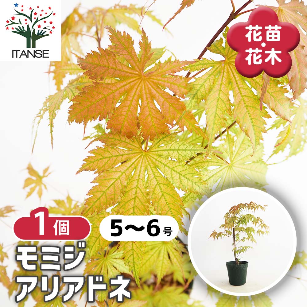 モミジ(カエデ)の苗木 アリアドネ 【庭木 5号／1個売り】｜ 【植物の