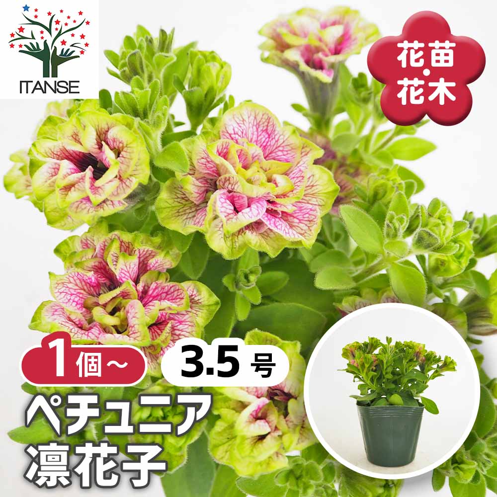 ペチュニア 凛花子 【花苗 3.5号】｜ 【植物のITANSE】全品送料