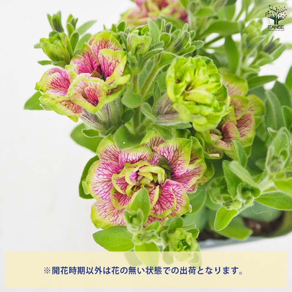 ペチュニア 凛花子 【花苗 3.5号】｜ 【植物のITANSE】全品送料