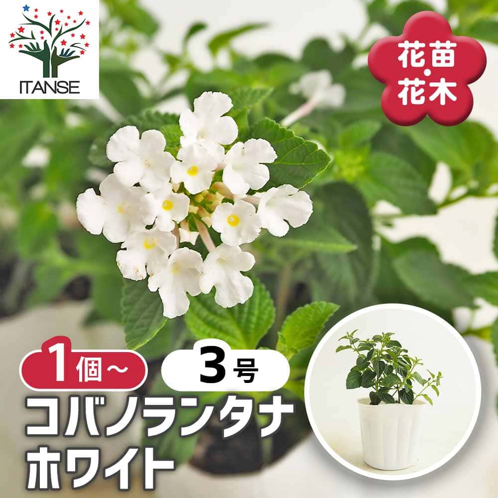 ランタナ コバノランタナ ホワイト 【花苗 3号】｜ 【植物の