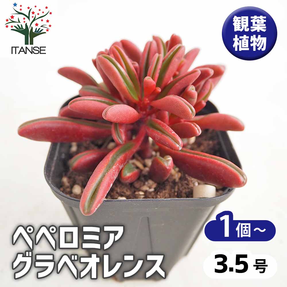 ペペロミア グラベオレンス 【観葉植物 3.5号】｜ 【植物の