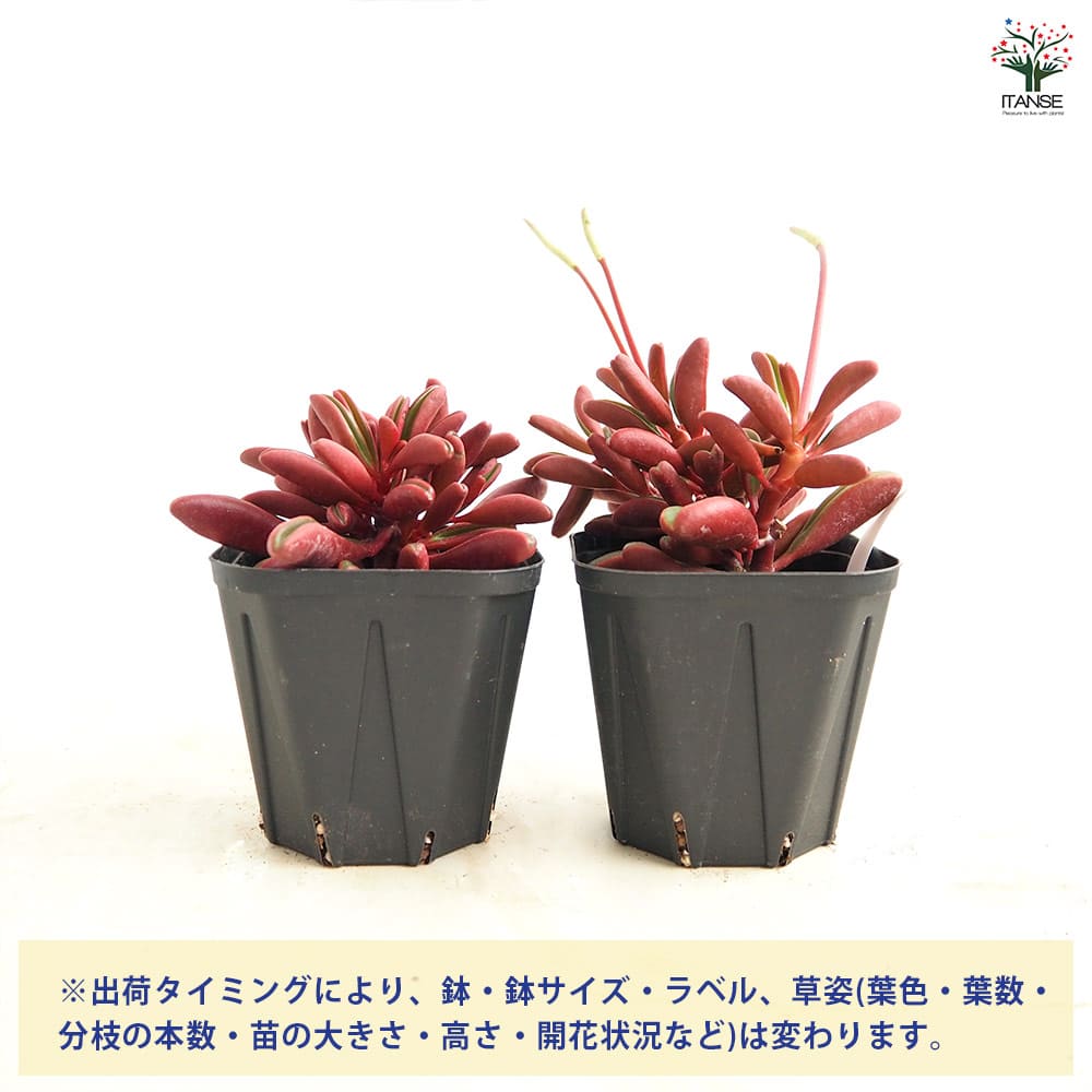 ペペロミア グラベオレンス 【観葉植物 3.5号】｜ 【植物の