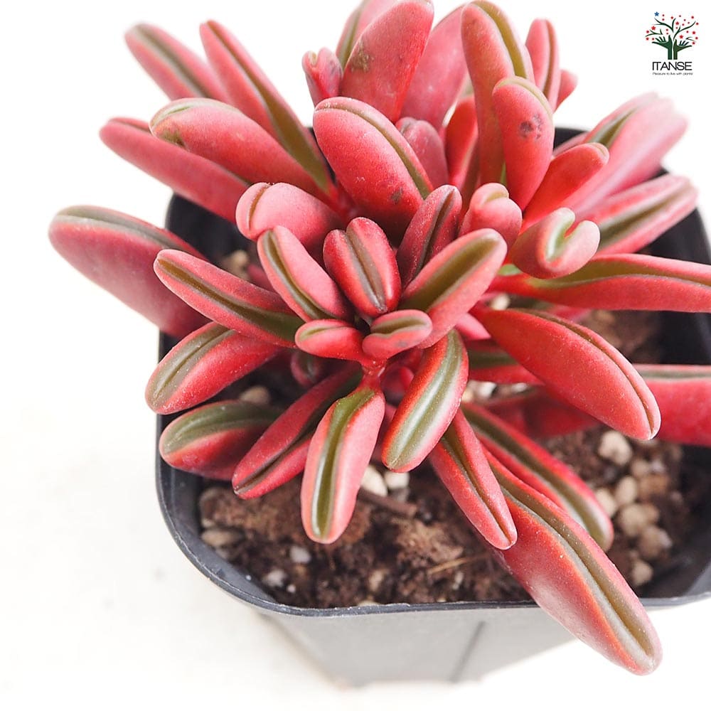 ペペロミア グラベオレンス 【観葉植物 3.5号】｜ 【植物の