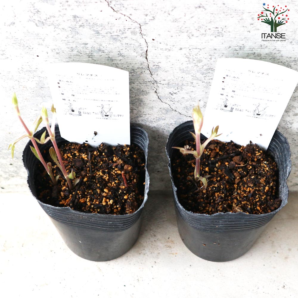 クレマチス マダム•バロン•バイロード 2年生苗 正規品ラベル付き 国