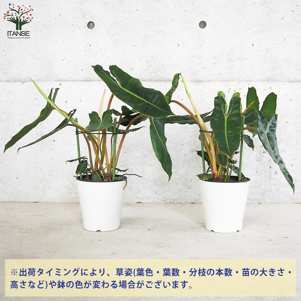 フィロデンドロン ビレッタエ【観葉植物 5号鉢／1個売り】｜ 【植物の