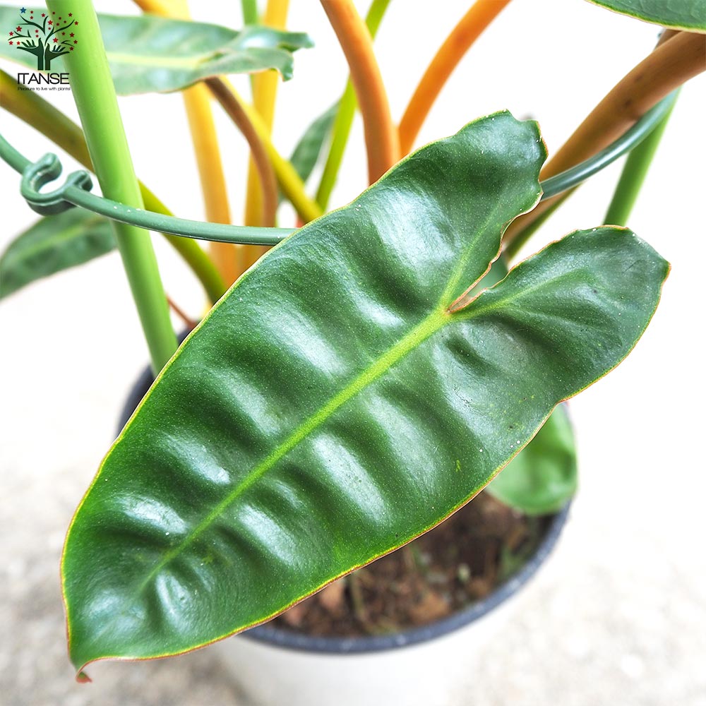 フィロデンドロン ビレッタエ【観葉植物 5号鉢／1個売り】｜ 【植物の