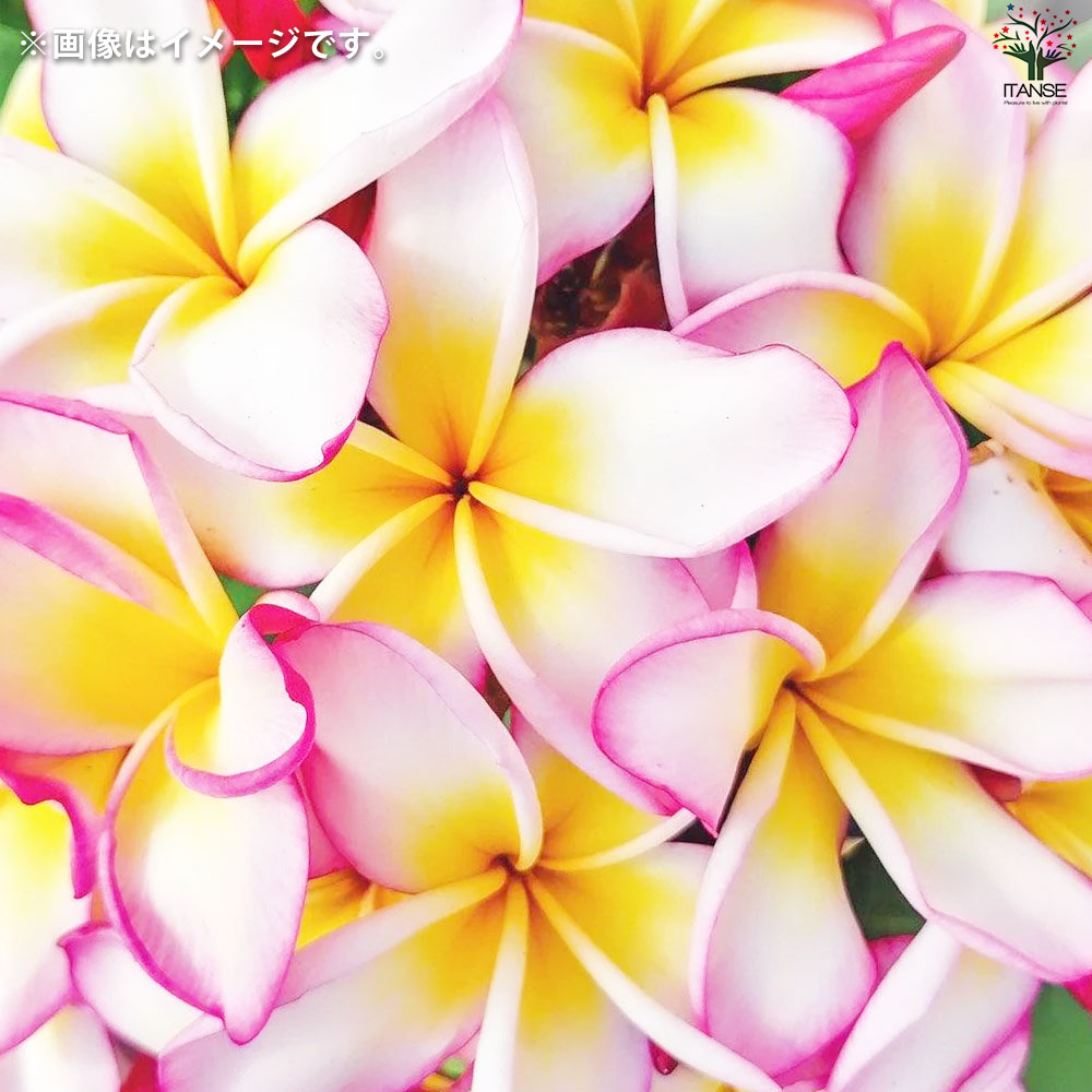 プルメリア苗木 品種：ジェニー【花苗 5号鉢／1個売り】｜ 【植物の