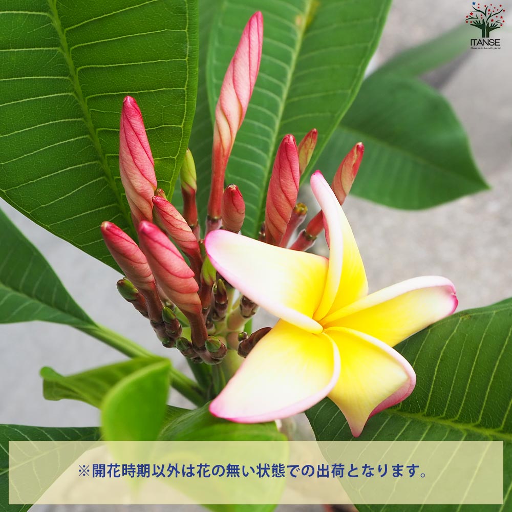 プルメリア苗木 品種：ジェニー【花苗 5号鉢／1個売り】｜ 【植物の