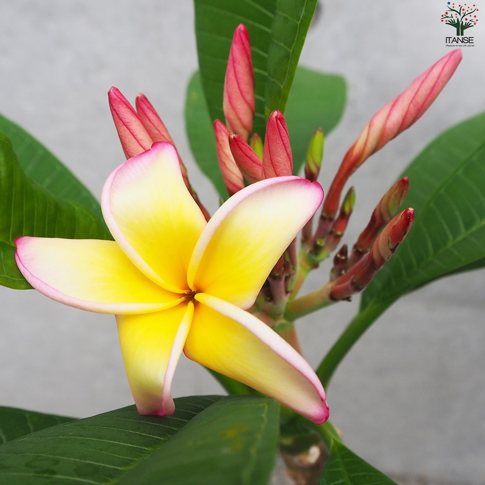 プルメリア苗木 品種：ジェニー【花苗 5号鉢／1個売り】｜ 【植物の