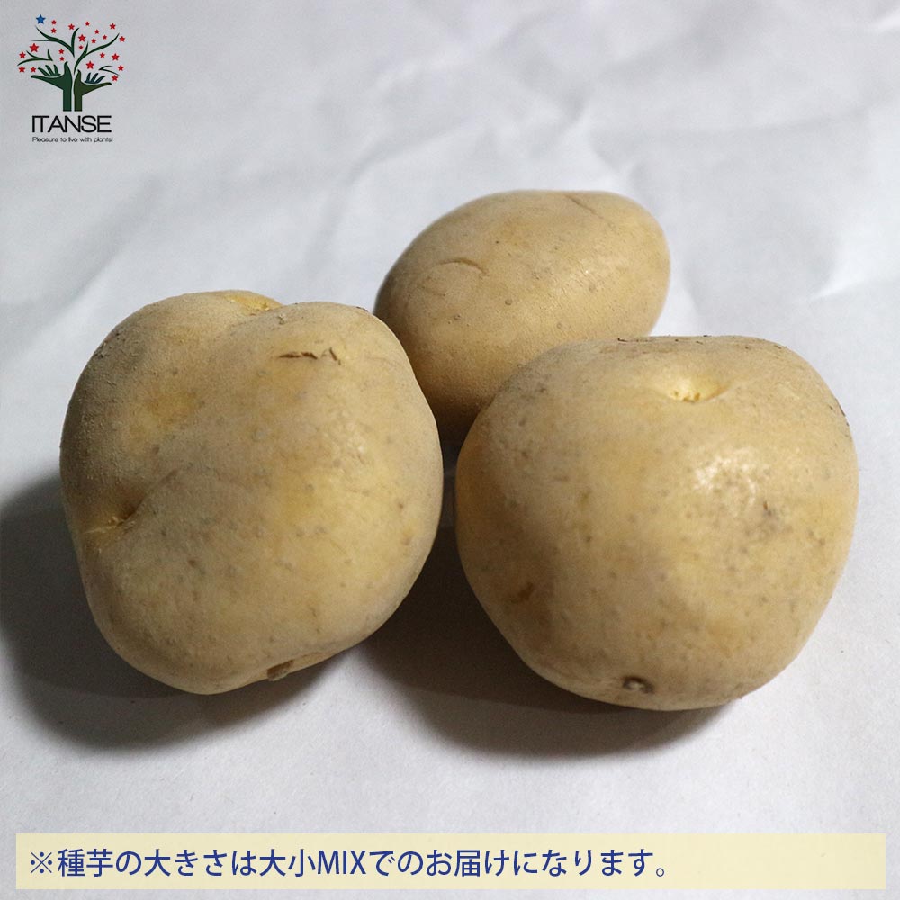 秋植えじゃがいもの種芋 品種：ニシユタカ 60kg(充填時)【野菜の苗 ／1個売り】