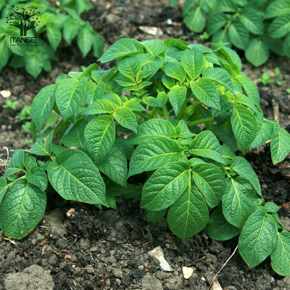 秋植えじゃがいもの種芋 品種：ニシユタカ 60kg(充填時)【野菜の苗 ／1個売り】