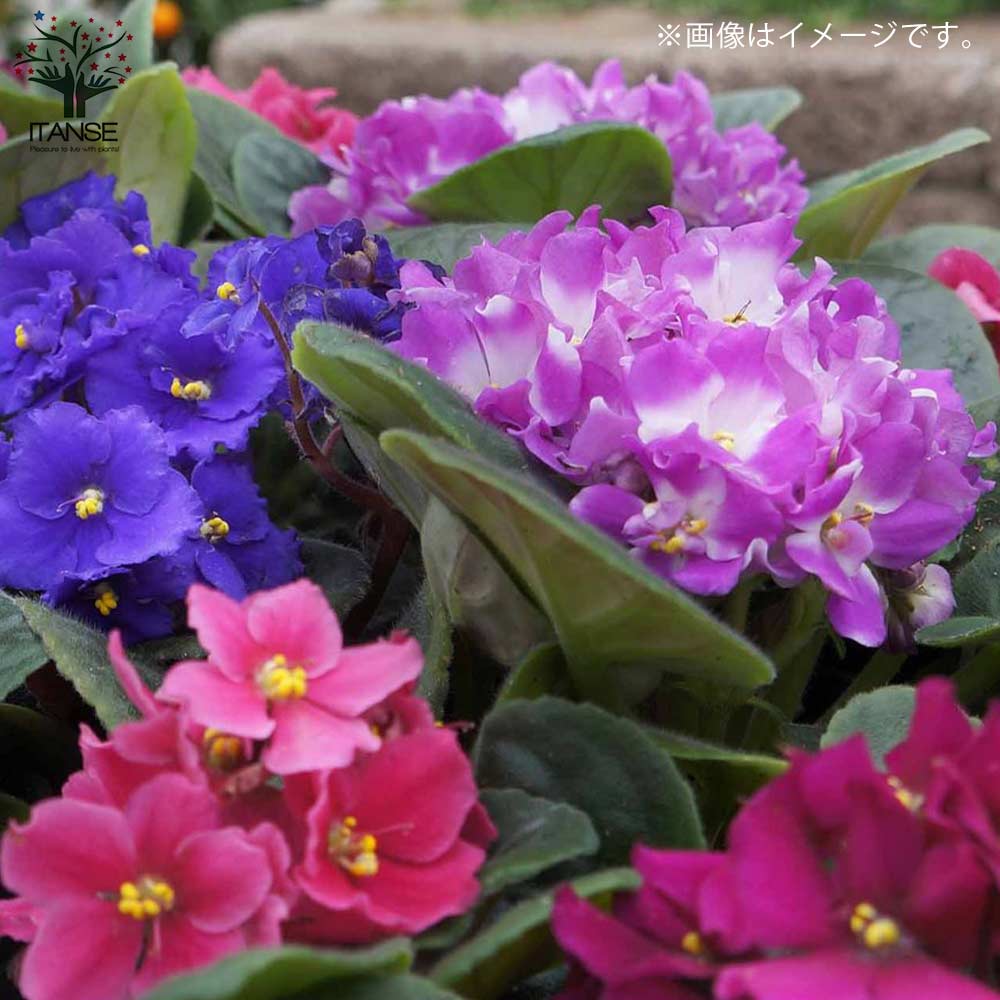 セントポーリア 色ミックス見計らい【花苗 3.5号ポット苗】｜ 【植物の