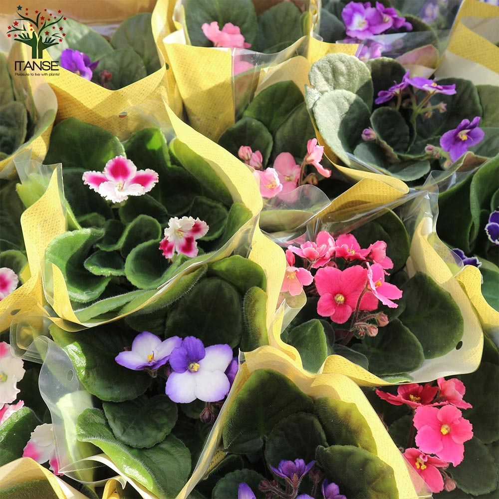 セントポーリア　Pon セントポーリア 色ミックス見計らい【花苗 3.5号ポット苗