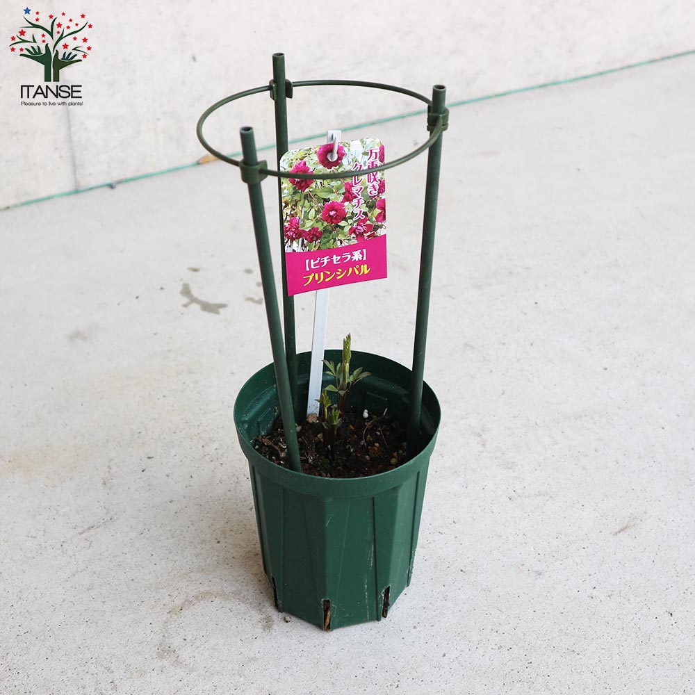 クレマチス　苗　④ imgrc0086195516.jpg