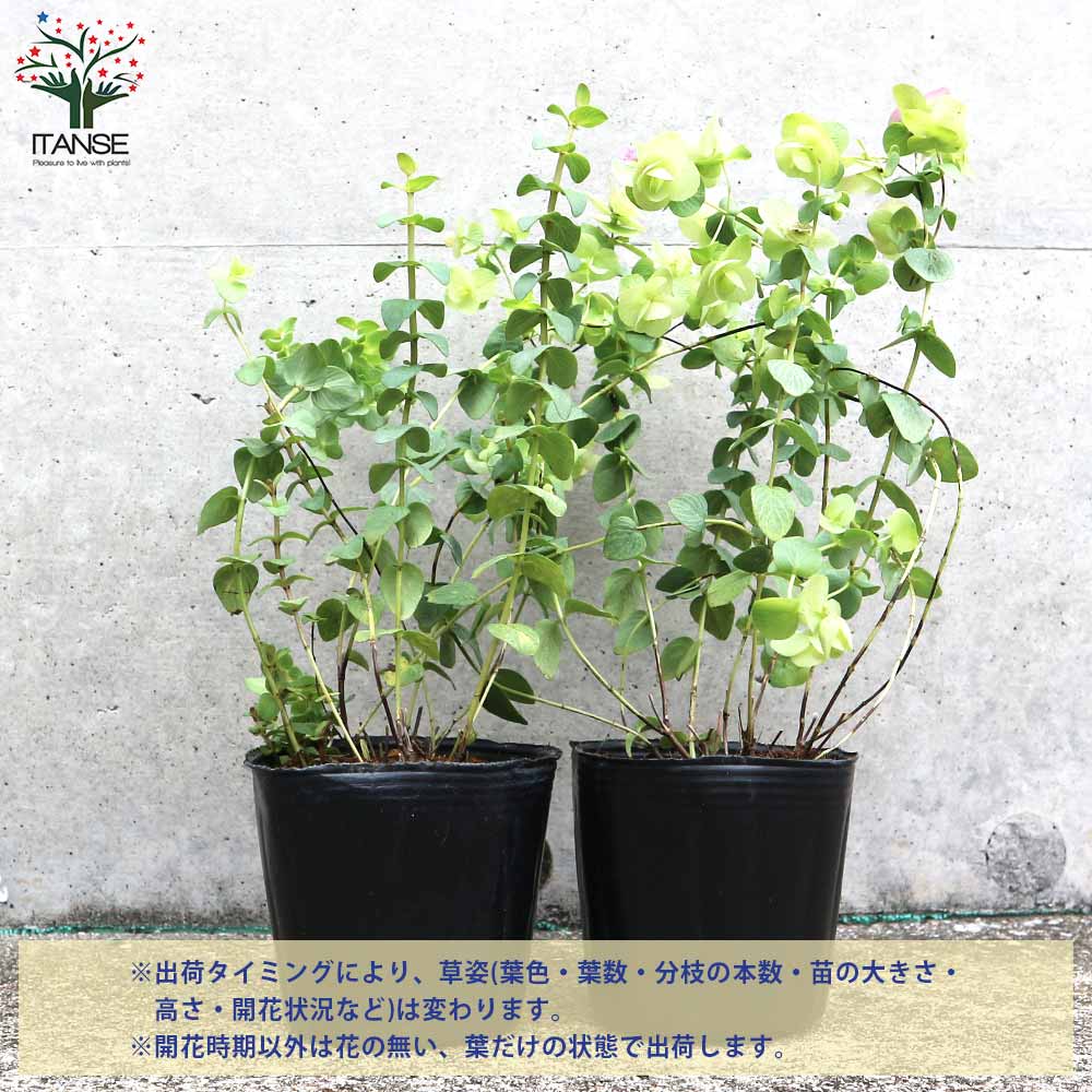 ♥宿根草♥育てやすく人気のハーブ♥オレガノケントビューティー♥ポットごと発送 Amazon.co.jp: 宿根草 観賞用ハーブ オレガノ ケント