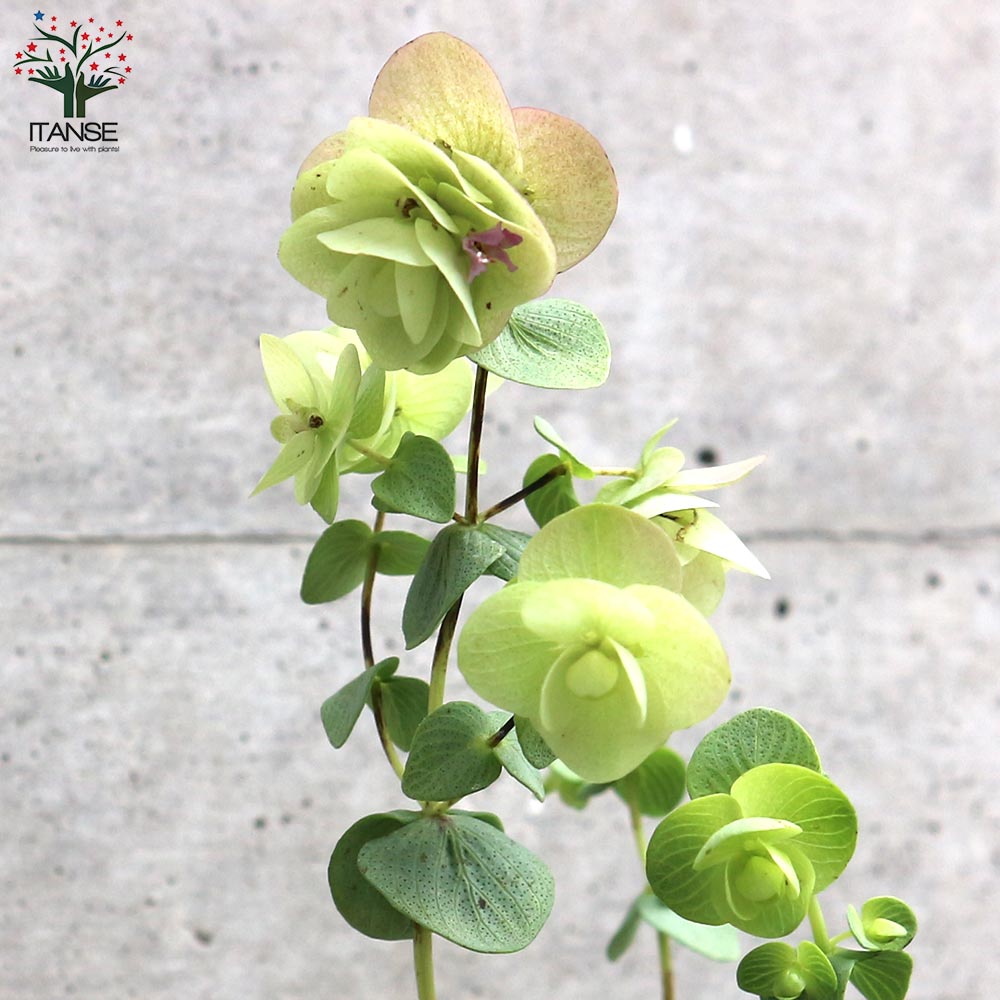 オレガノケントビューティ Amazon.co.jp: 花オレガノ：ケントビューティー3号ポット2株