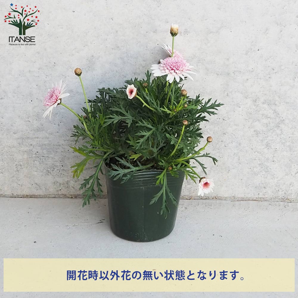 マーガレット マーガレット あずきちゃん【花苗 3.5号ポット】｜ 【植物の