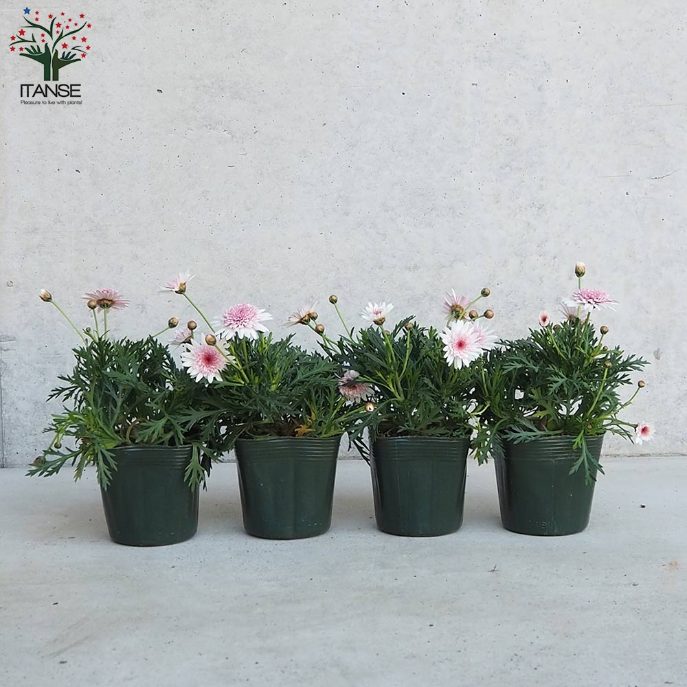 マーガレット様25cm マーケトリースワールラビット がま口2つ折り財布 ｜ポール・スミス