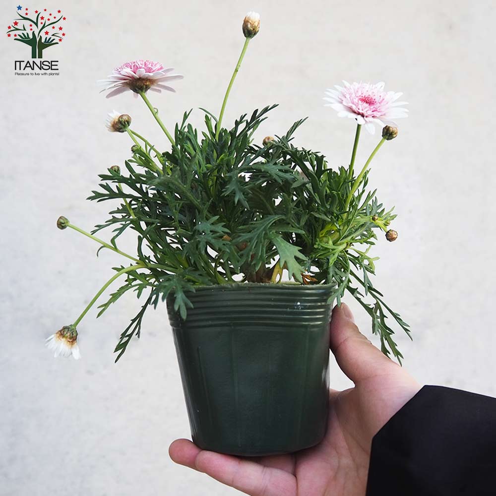 マーガレット あずきちゃん【花苗 3.5号ポット】｜ 【植物の