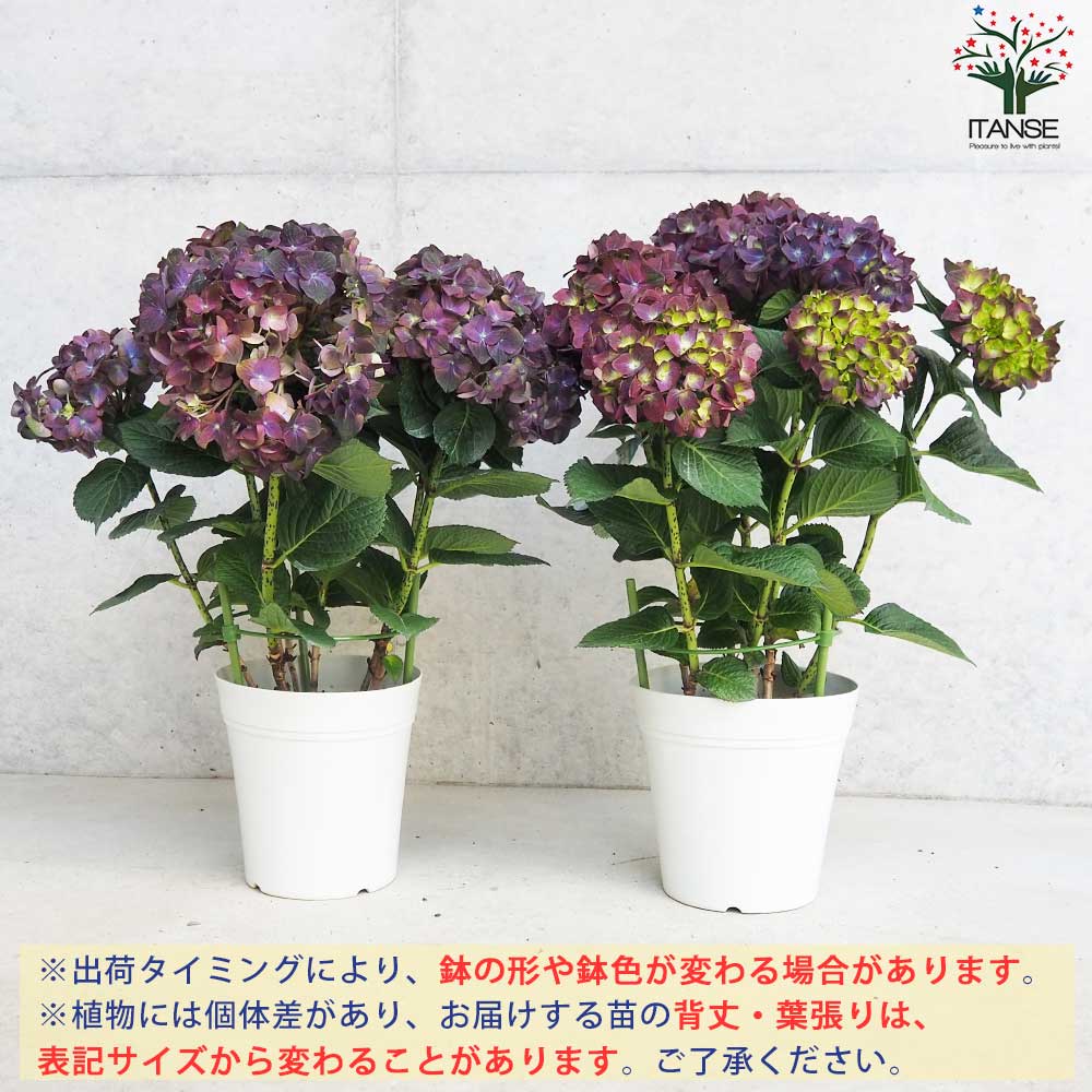 アジサイ マジカルチョコレート・ブルー【花苗 5号鉢】｜ 【植物