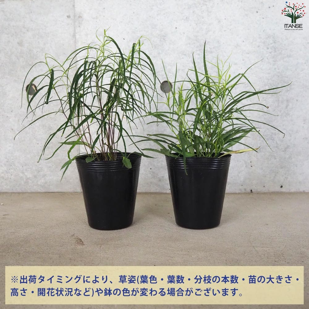 岩沙参 イワシャジン【花苗 4号ポット】