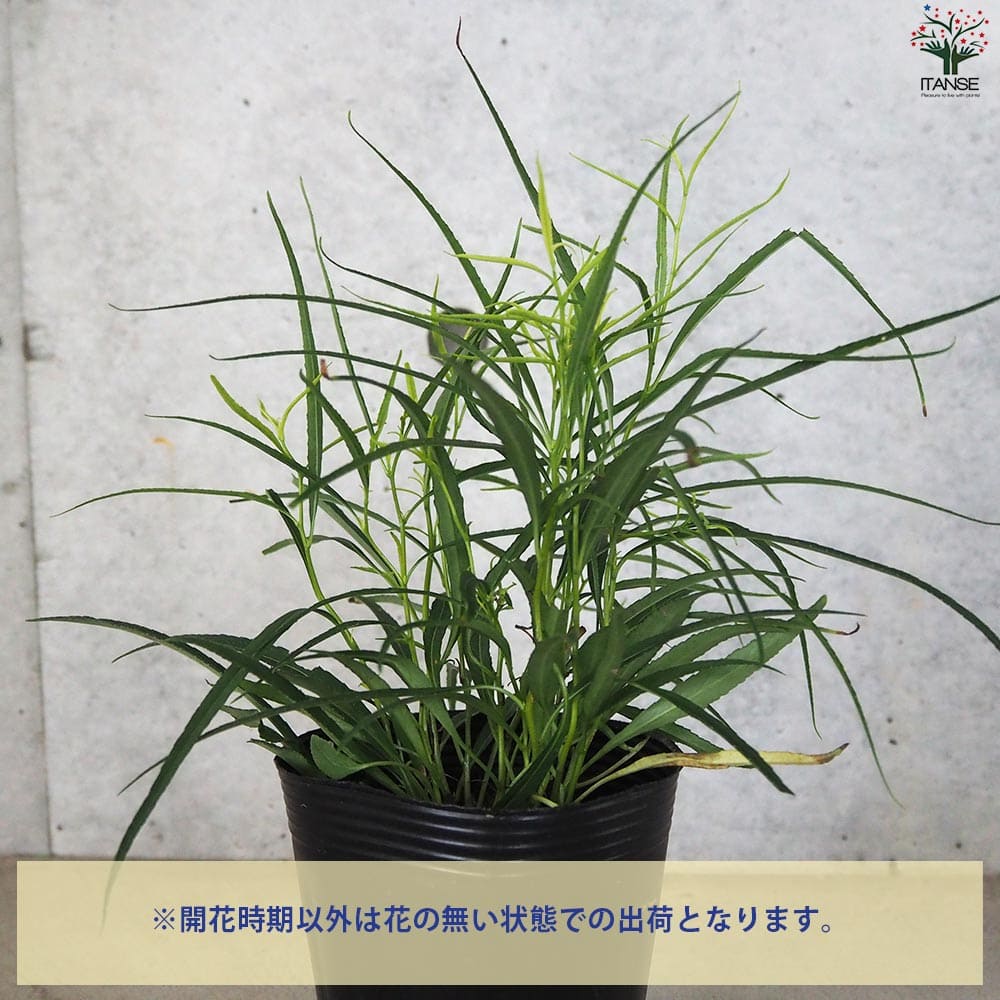 岩沙参 イワシャジン【花苗 4号ポット】