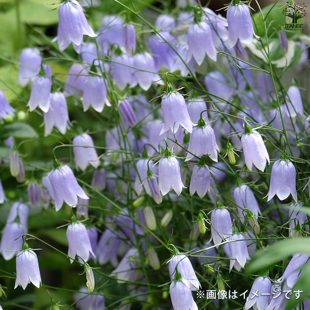 岩沙参 イワシャジン【花苗 4号ポット】｜ 【植物のITANSE】全品